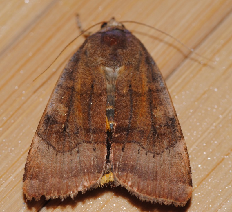 Id-Noctuidae